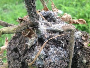 uploads/images/disease/Sclerotium wilt of tomato.jpg